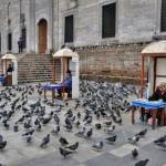 Istanbul Anziani e piccioni