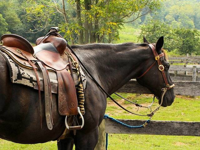 Le selle americane, chiaramente oltre ai cavalli, sono sicuramente un sogno per chi entra nel mondo dell'equitazione...