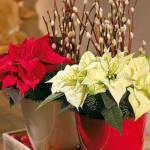 decorazioni natalizie piante