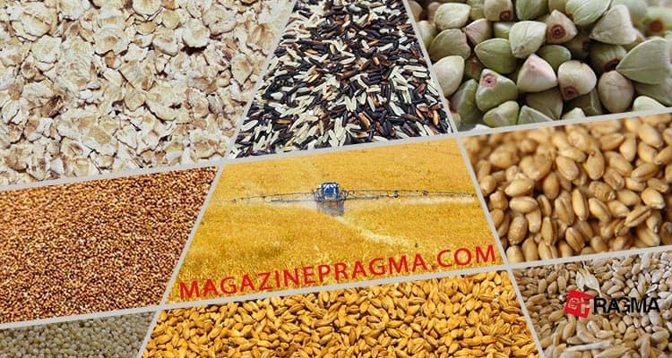 Nella nostra alimentazione ogni giorno sono presenti cereali diversi dal grano, anche bio e integrali. Ecco una guida ai cereali per dieta