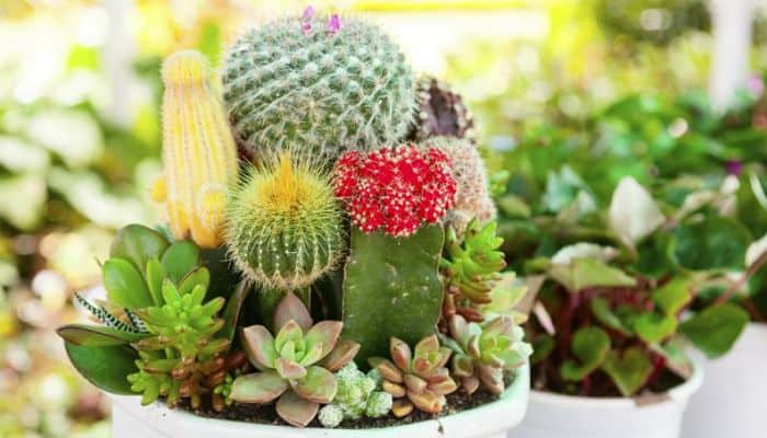 piante facili cactus