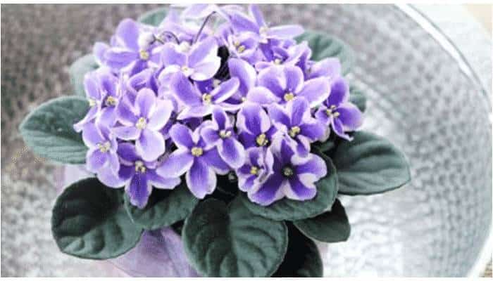 piante facili violetta