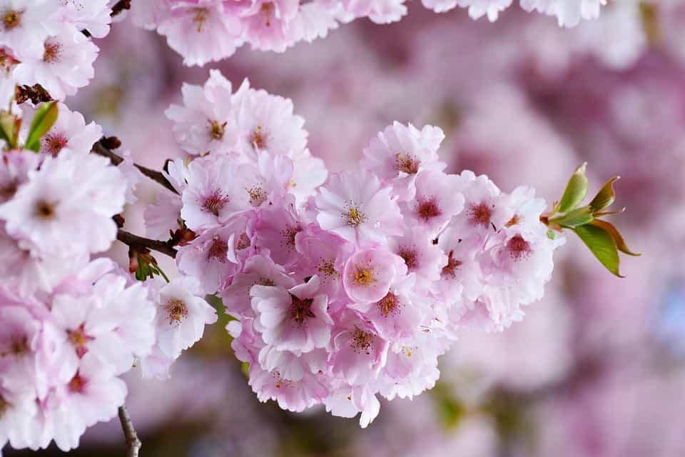 La Primavera è il periodo migliore per andare alla scoperta del Giappone. Lo straordinario spettacolo della fioritura dei ciliegi.