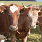 Non tutti sanno che la Simmental è una razza di bovino originaria della valle Simme in Svizzera. Antonio Di Sieno, macellaio 3.0 ha coniugato tradizione e innovazione per ottenere il primo hamburger di Simmental