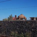 Castellammare di Stabia dromedario elefante in città @Magazine Pragma 3