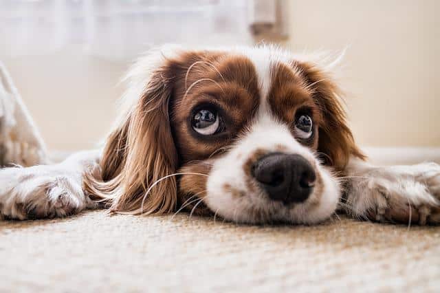Il cane gode di ottima salute o sta male? Quali sono i sintomi che devono farti preoccupare? Scopriamoli insieme.