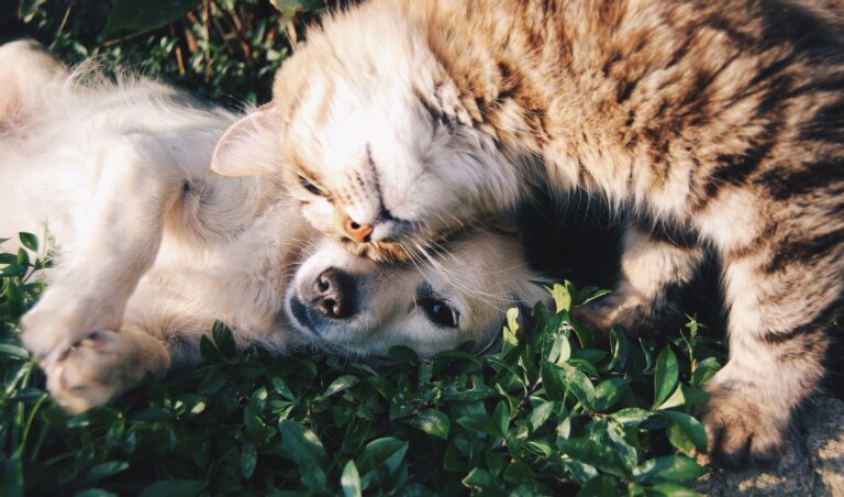 Cosa dar da mangiare ai propri animali domestici