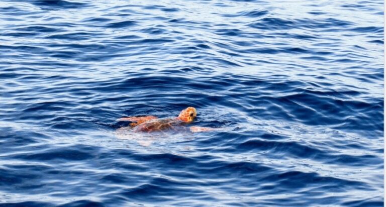 Portici,  caretta caretta salvata dai volontari e battezzata Osimhen