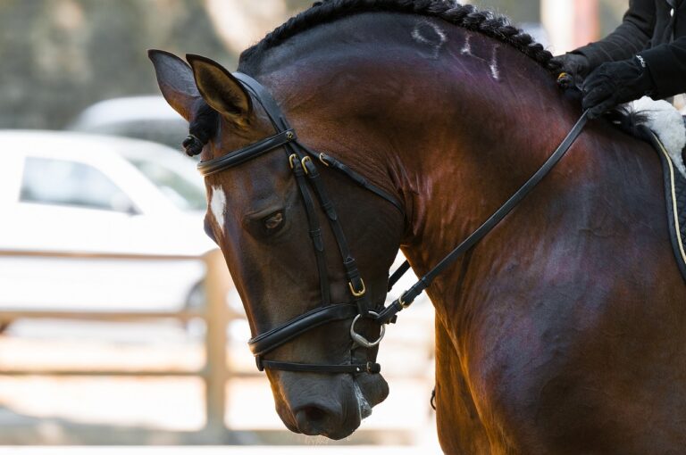 Castellammare di Stabia, sfiorata la tragedia, cavallo imbizzarito ferisce fantino e fugge via