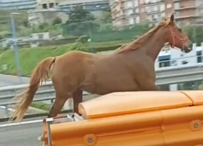 Napoli, panico in Tangenziale. Cavallo al galoppo tra le auto