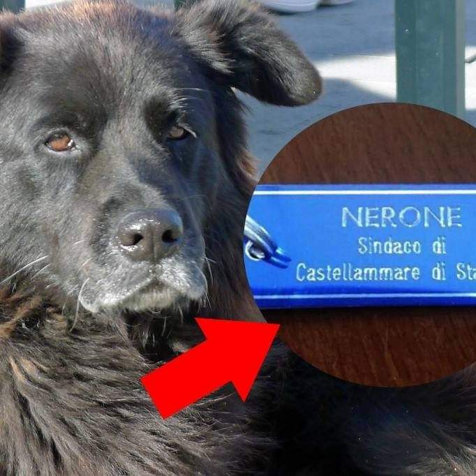 Castellammare di Stabia perde il cane Nerone tanto amato dagli Stabiesi