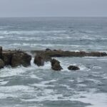 Silicon Valley / Moss Beach: spiagge vaste, spazzate dal vento che crea onde maestose. Alberi secolari. Foche, stormi di pellicani e il passaggio occasionale di balene.