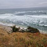 Silicon Valley / Moss Beach: spiagge vaste, spazzate dal vento che crea onde maestose. Alberi secolari. Foche, stormi di pellicani e il passaggio occasionale di balene.