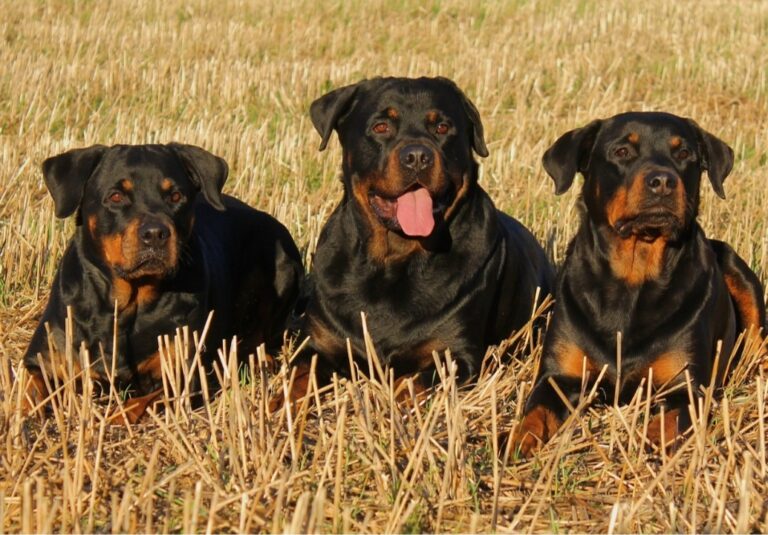 Roma, runner sbranato da tre rottweiler