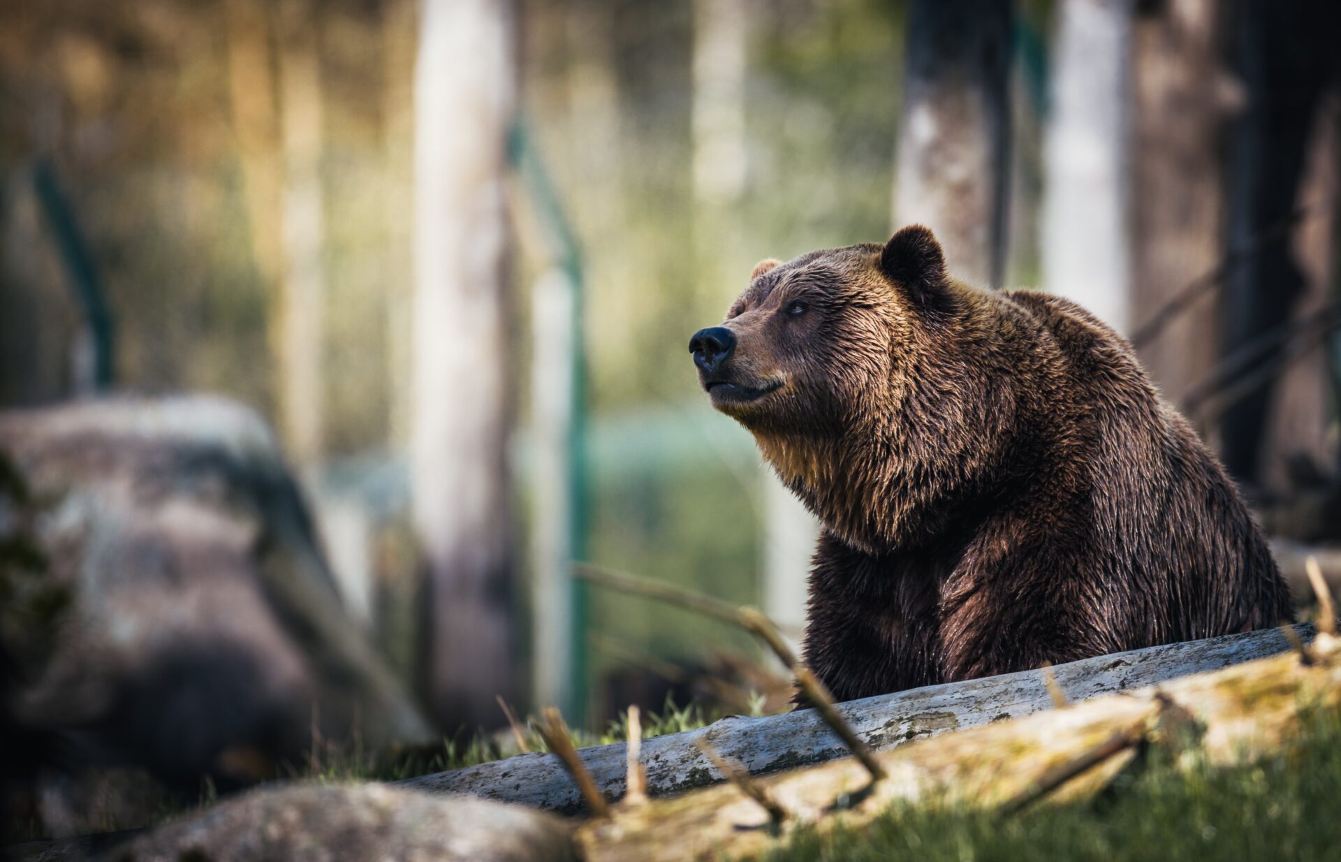 Abbattuto l'orso M90 in Trentino: i dettagli e i dibattiti