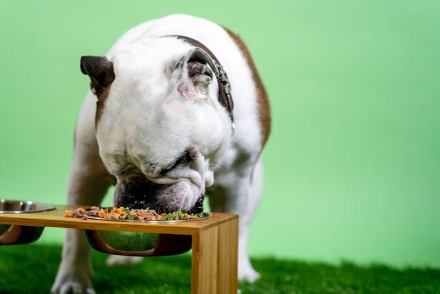 La crescente tendenza del cibo naturale per cani nel benessere degli animali