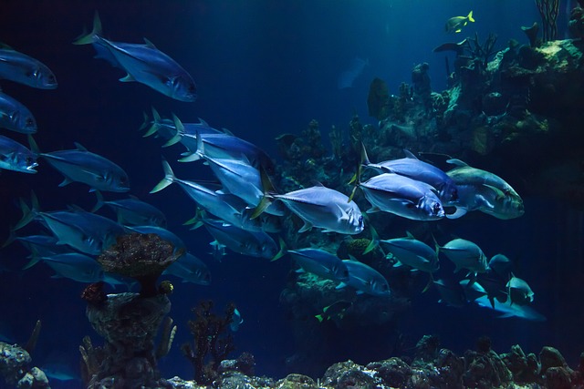 Acquario di Genova, alla scoperta del luogo simbolo della città