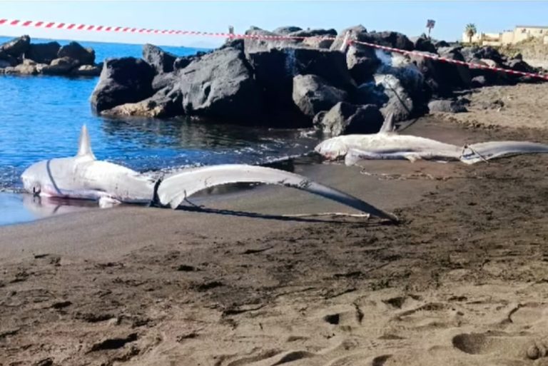 Torre del Greco, due squali-volpe sulla battigia della spiaggia libera della Scala