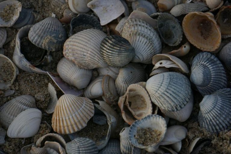 Consigli su come pescare le telline e altri piccoli molluschi