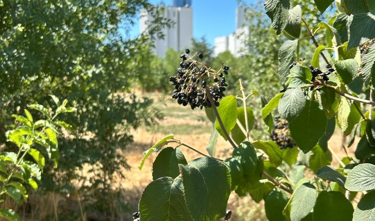 Bufala Fest 2025, Agugiaro & Figna tra tradizione e innovazione