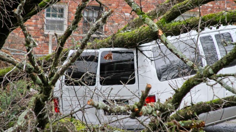 Napoli, albero crolla in via Giotto: paura ma nessun ferito