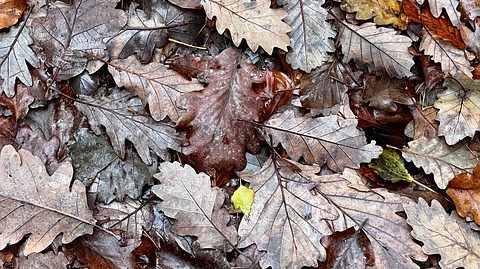 Meteo Napoli e Campania oggi 24 novembre